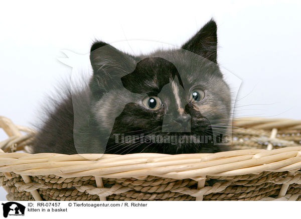 kitten in a basket / RR-07457
