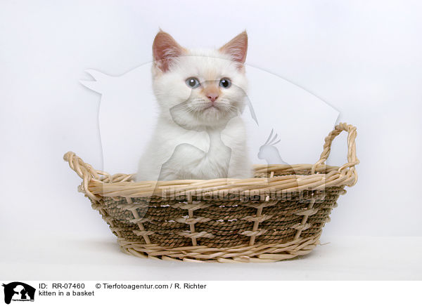 kitten in a basket / RR-07460