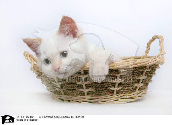 kitten in a basket / RR-07464