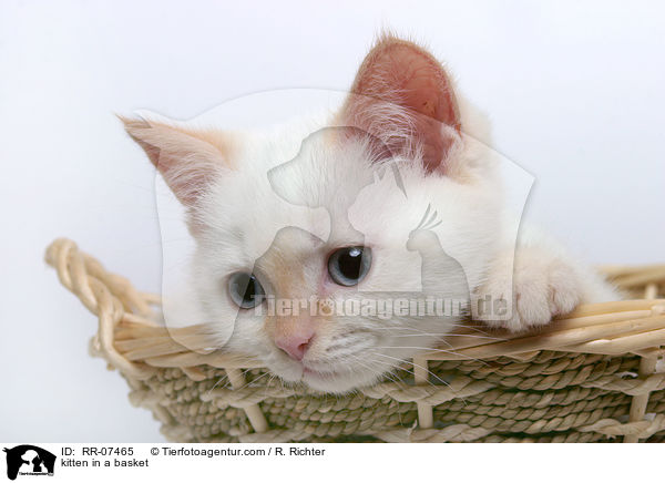 kitten in a basket / RR-07465