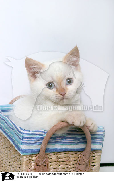 kitten in a basket / RR-07469