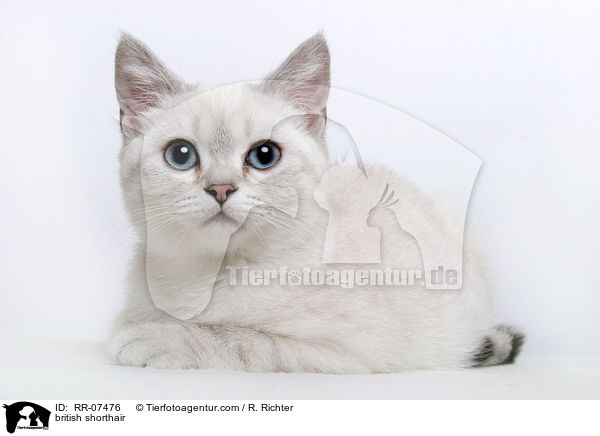 Britisch Kurzhaar Colourpoint / british shorthair / RR-07476