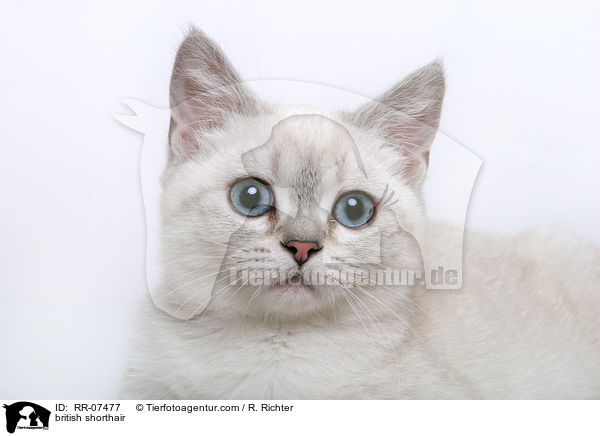 british shorthair / RR-07477