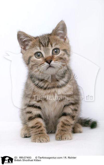 Britisch Kurzhaar Ktzchen / British Shorthair Kitten / RR-07483
