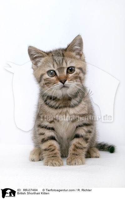 Britisch Kurzhaar Ktzchen / British Shorthair Kitten / RR-07484