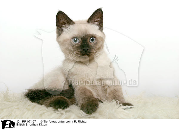 British Shorthair Kitten / RR-07497