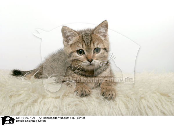British Shorthair Kitten / RR-07499