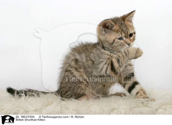 British Shorthair Kitten / RR-07504