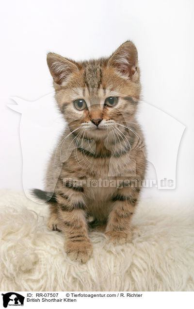 British Shorthair Kitten / RR-07507