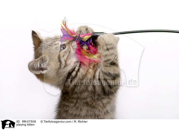 spielendes Britisch Kurzhaar Ktzchen / playing kitten / RR-07508