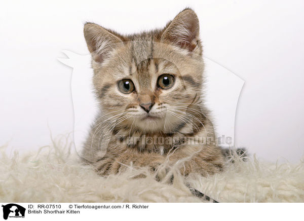 British Shorthair Kitten / RR-07510