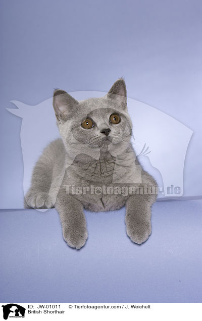 British Shorthair / JW-01011
