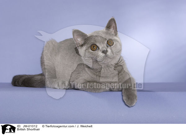 British Shorthair / JW-01012