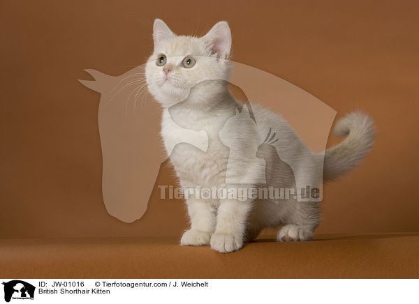 British Shorthair Kitten / JW-01016