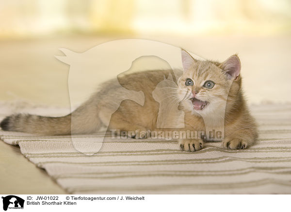 British Shorthair Kitten / JW-01022