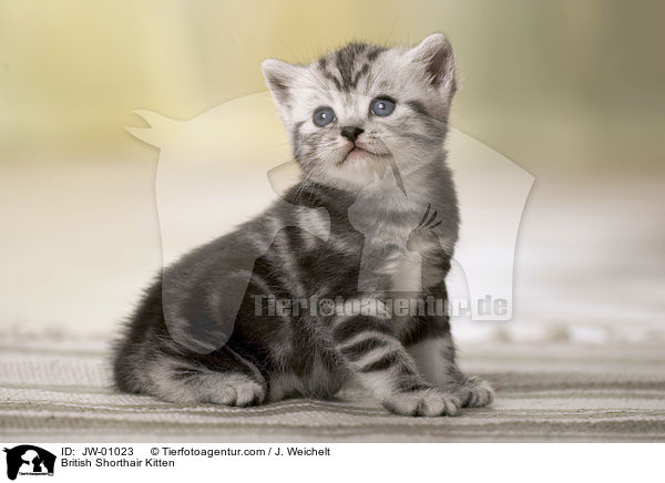 British Shorthair Kitten / JW-01023