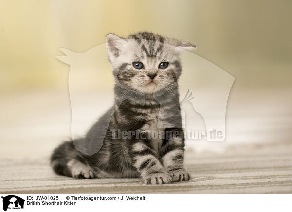 Britisch Kurzhaar Ktzchen / British Shorthair Kitten / JW-01025