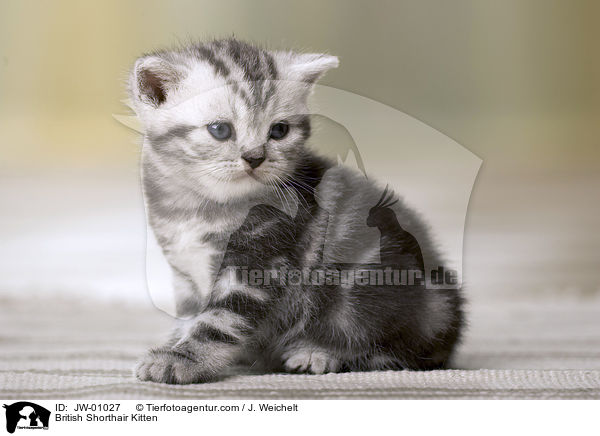 British Shorthair Kitten / JW-01027