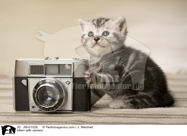 kitten with camera / JW-01028