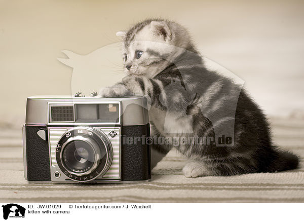 kitten with camera / JW-01029