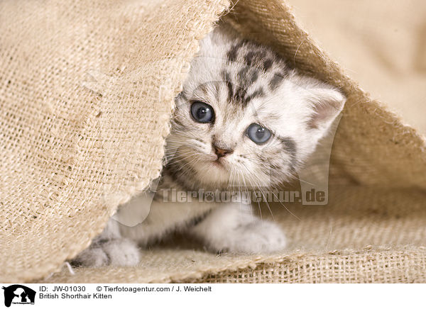 British Shorthair Kitten / JW-01030