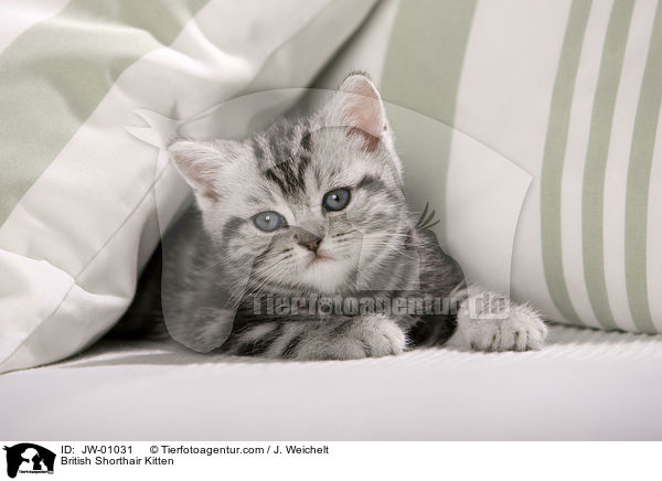 Britisch Kurzhaar Ktzchen / British Shorthair Kitten / JW-01031