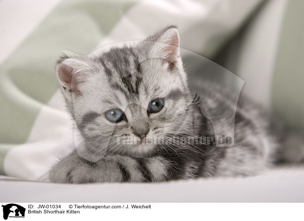Britisch Kurzhaar Ktzchen / British Shorthair Kitten / JW-01034