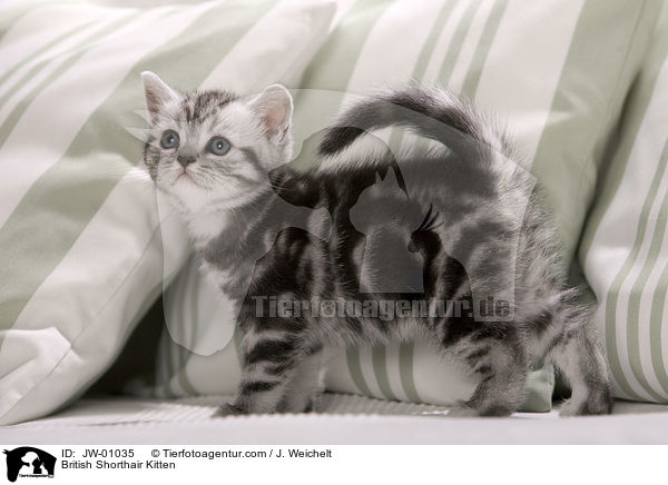 British Shorthair Kitten / JW-01035