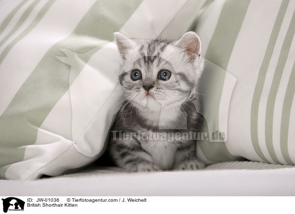 Britisch Kurzhaar Ktzchen / British Shorthair Kitten / JW-01036