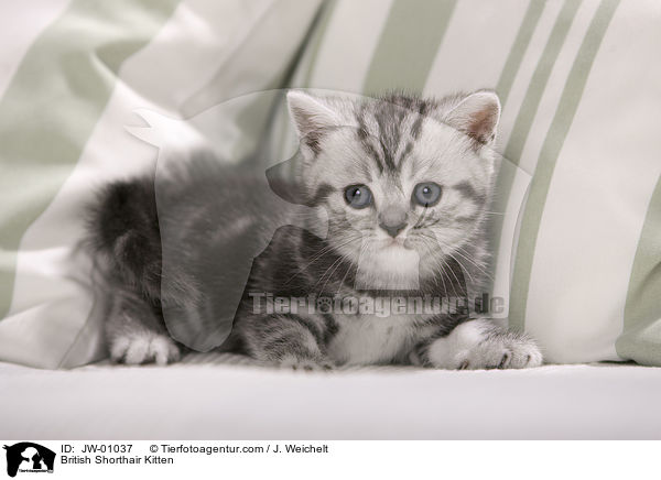 British Shorthair Kitten / JW-01037