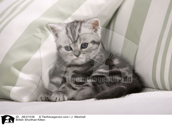 British Shorthair Kitten / JW-01038