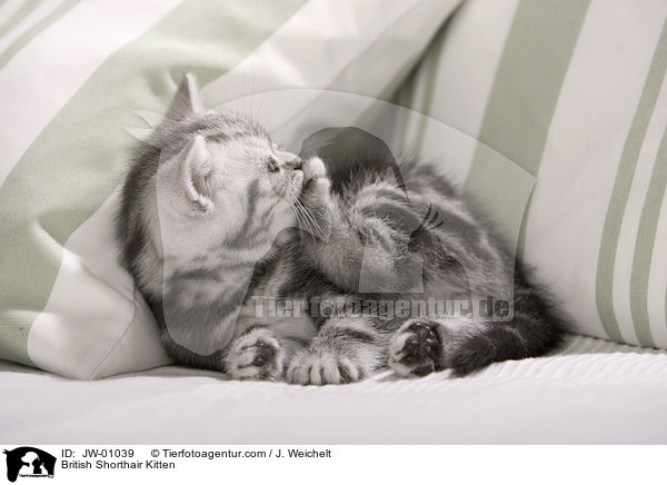 Britisch Kurzhaar Ktzchen / British Shorthair Kitten / JW-01039