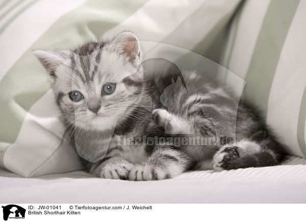 British Shorthair Kitten / JW-01041