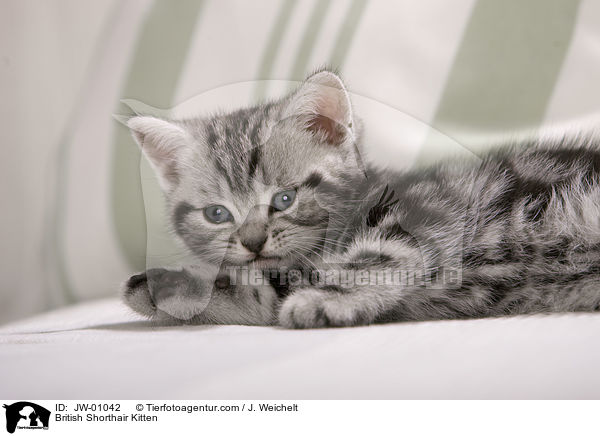 British Shorthair Kitten / JW-01042
