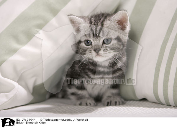 British Shorthair Kitten / JW-01044