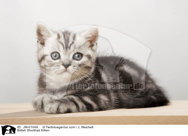 British Shorthair Kitten / JW-01049