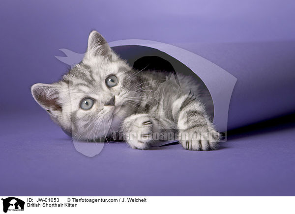 British Shorthair Kitten / JW-01053