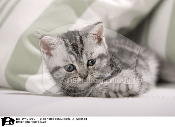 British Shorthair Kitten / JW-01060