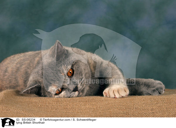 liegende Britisch Kurzhaar / lying British Shorthair / SS-06234