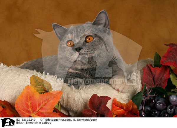 Britisch Kurzhaar in Krbchen / British Shorthair in catbed / SS-06240