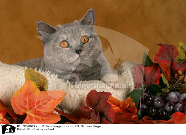Britisch Kurzhaar in Krbchen / British Shorthair in catbed / SS-06242