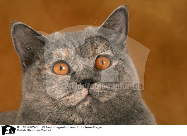 Britisch Kurzhaar Portrait / British Shorthair Portrait / SS-06243
