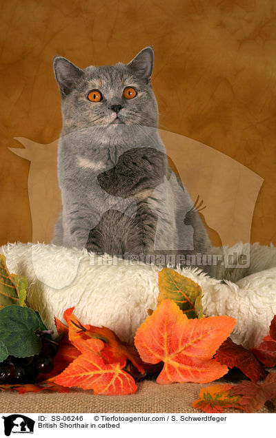 Britisch Kurzhaar in Krbchen / British Shorthair in catbed / SS-06246