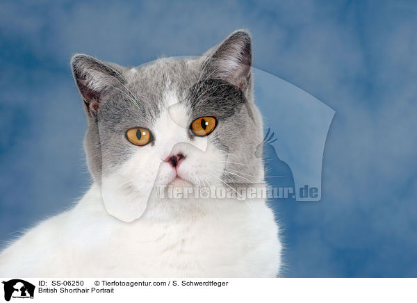 Britisch Kurzhaar Portrait / British Shorthair Portrait / SS-06250