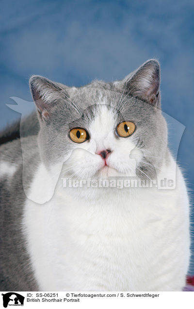 Britisch Kurzhaar Portrait / British Shorthair Portrait / SS-06251