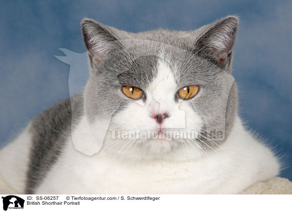 Britisch Kurzhaar Portrait / British Shorthair Portrait / SS-06257