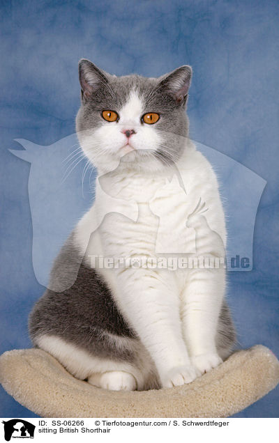 sitzende Britisch Kurzhaar / sitting British Shorthair / SS-06266