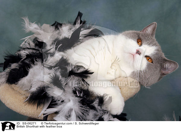 Britisch Kurzhaar mit Federboa / British Shorthair with feather boa / SS-06271