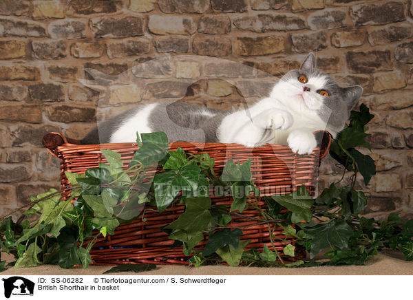 Britisch Kurzhaar in Krbchen / British Shorthair in basket / SS-06282