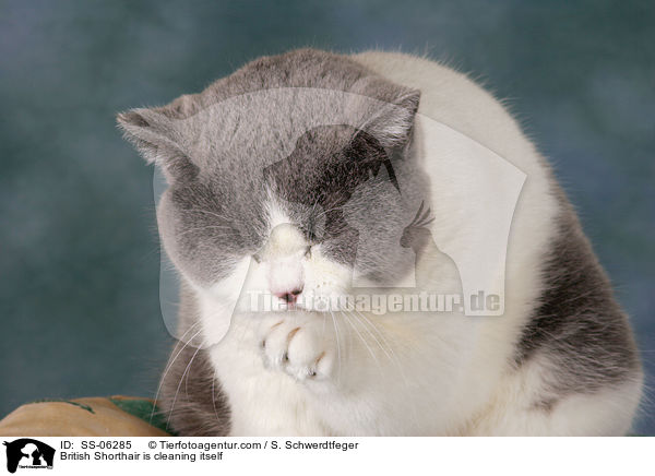 Britisch Kurzhaar putzt sich / British Shorthair is cleaning itself / SS-06285